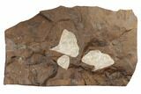 Three Fossil Ginkgo Leaves From North Dakota - Paleocene #188691-1